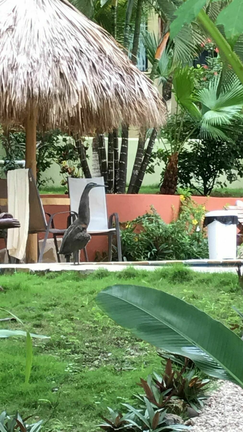Fuego Lodge Playa Santa Teresa  Luaran gambar